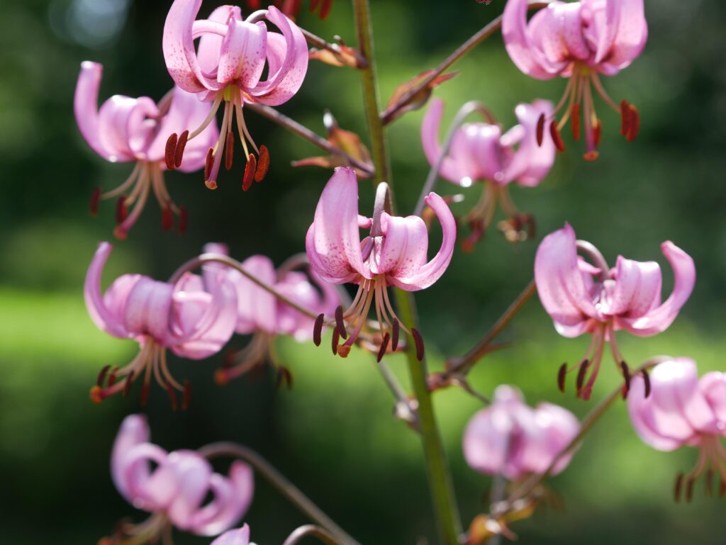 Мартигон (Lilium martagon)