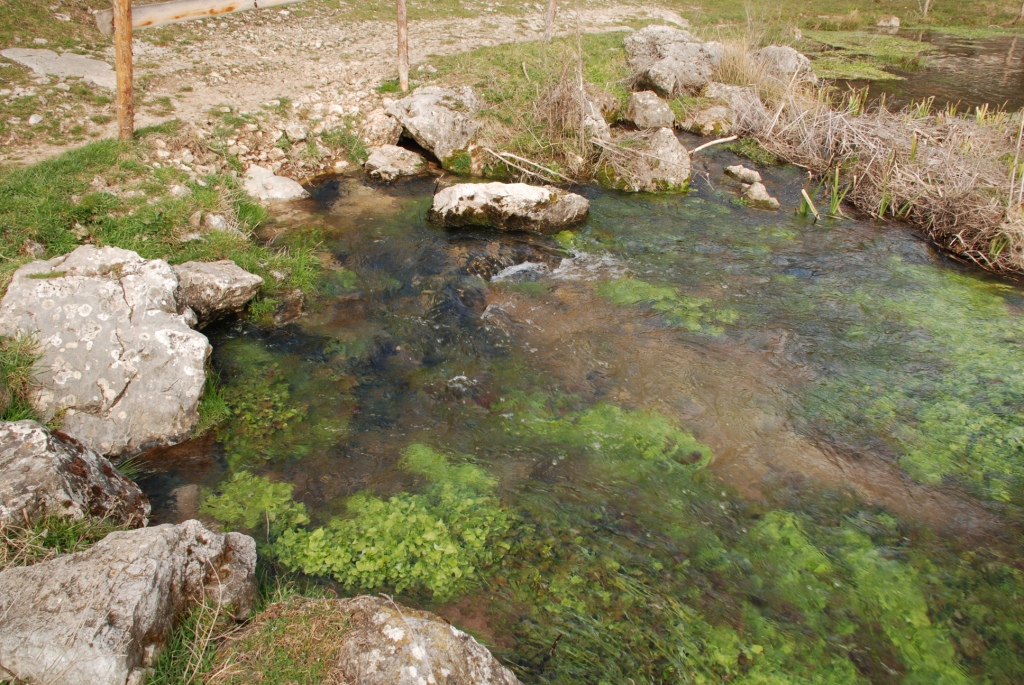 водата и водните растения 