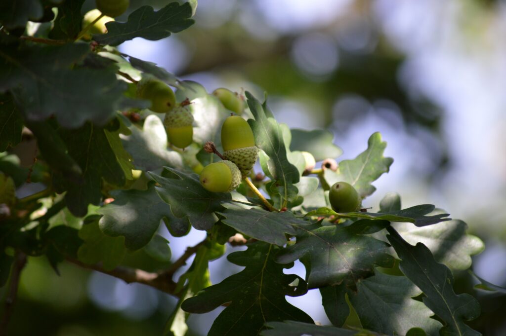 Листа на летни дъбове (Quercus robur)
