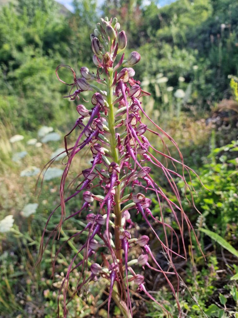 Обикновена пърчовка (Himantoglossum caprinum)