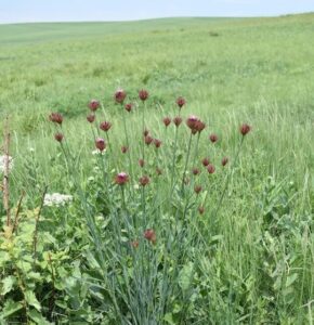 Кладованов (Унгарски) карамфил (Dianthus kladovanus)