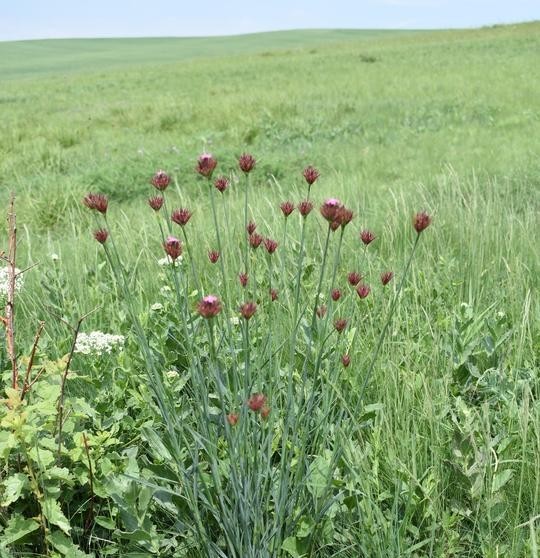 Кладованов (Унгарски) карамфил (Dianthus kladovanus)
